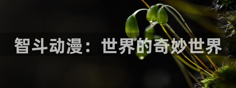 动漫岛攻略